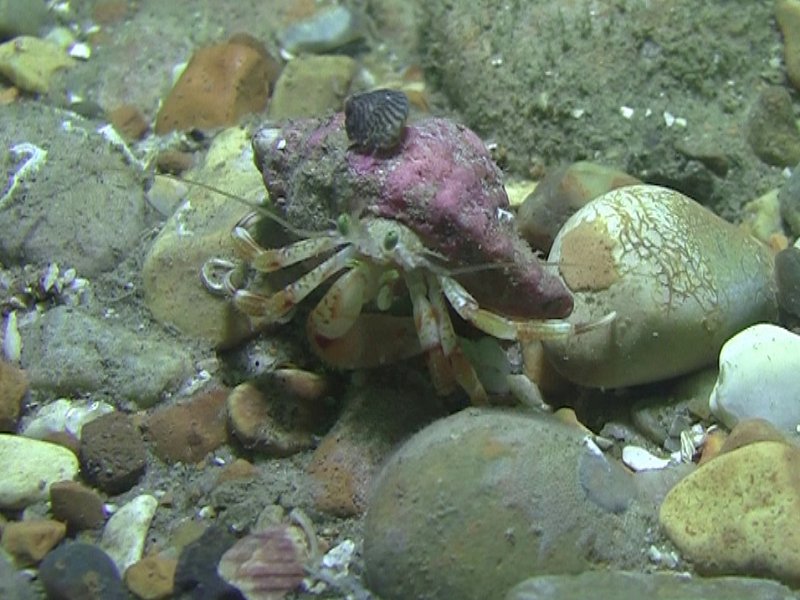 Hermit Crabs